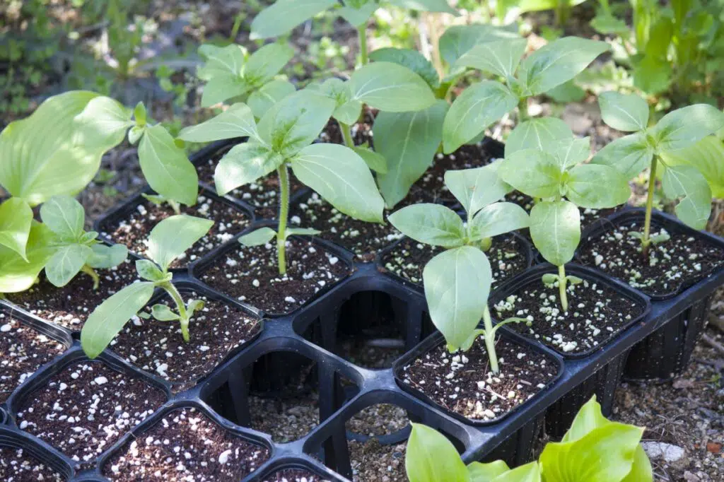 When to put germinated seeds in the sun?