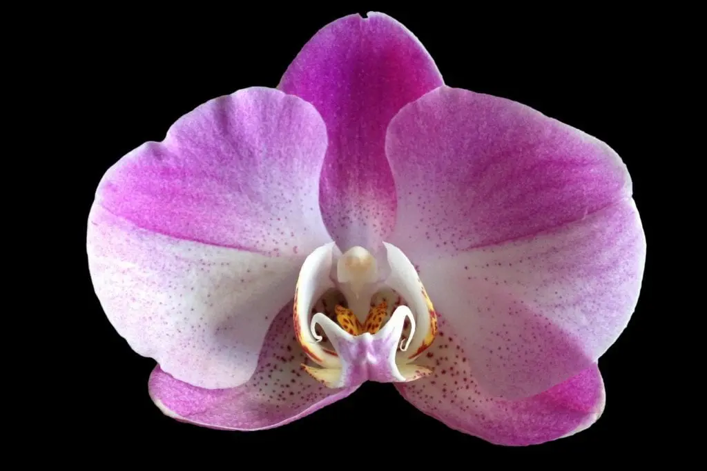 Orchid multiplication by seeds