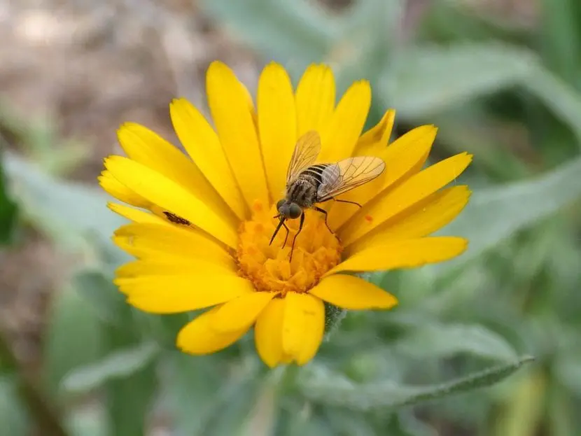 What are the benefits of hoverflies for the garden?