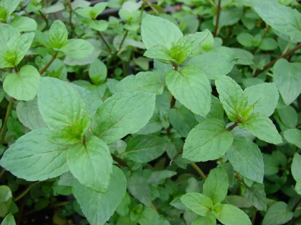 Why plant mint in the garden