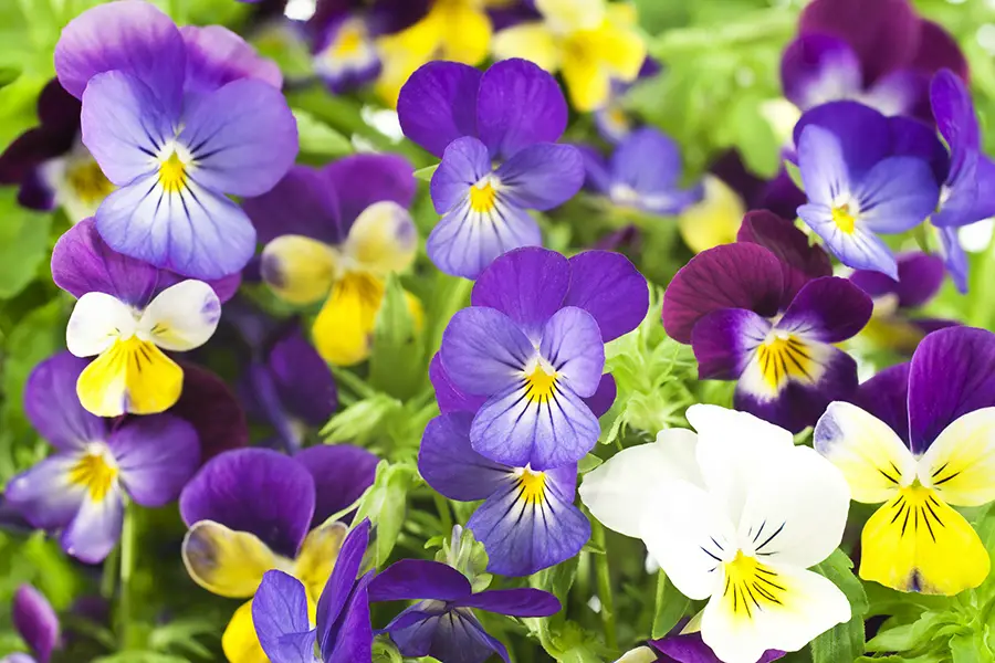 The Many Health Benefits of Violets