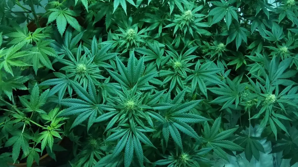 Marijuana seeds: types, planting and more
