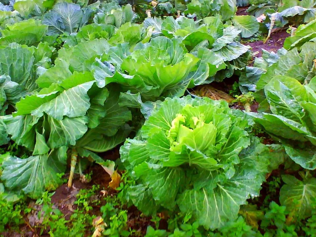 Galician cabbage (Brassica oleracea var. Viridis)
