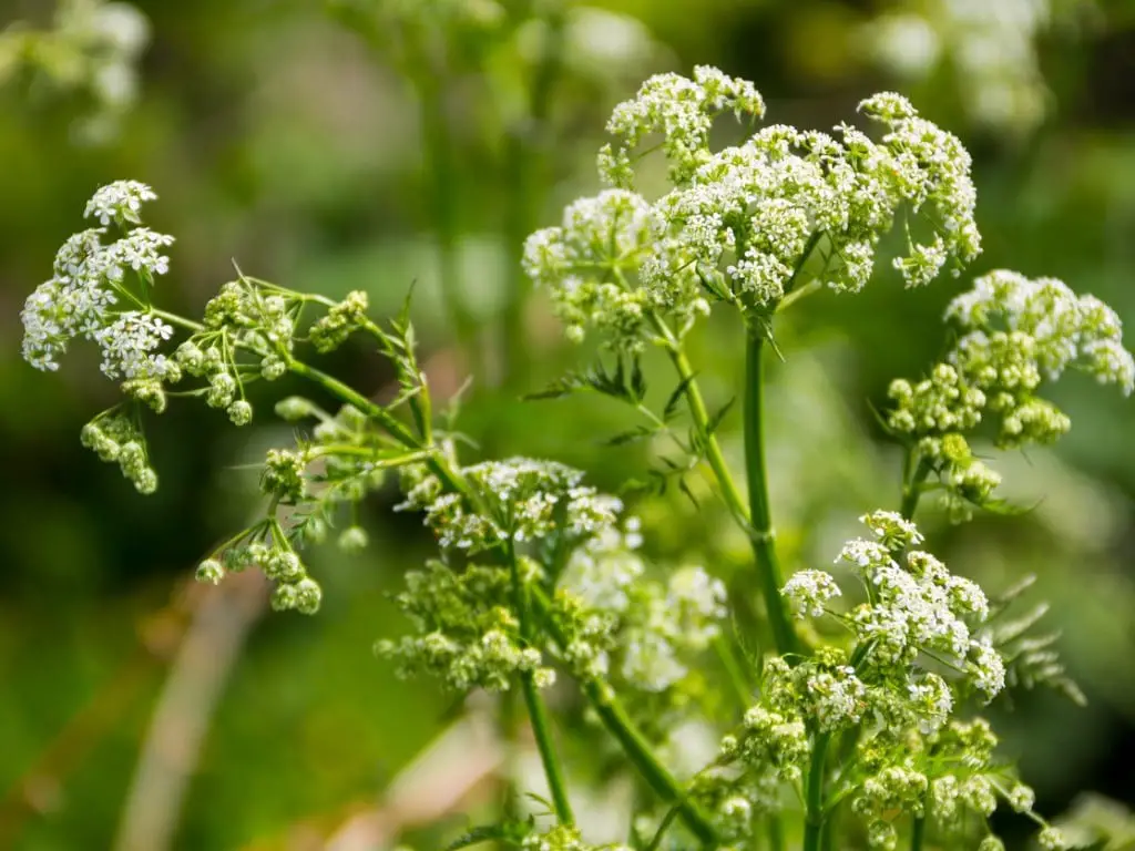 Poison Hemlock: What You Need to Know