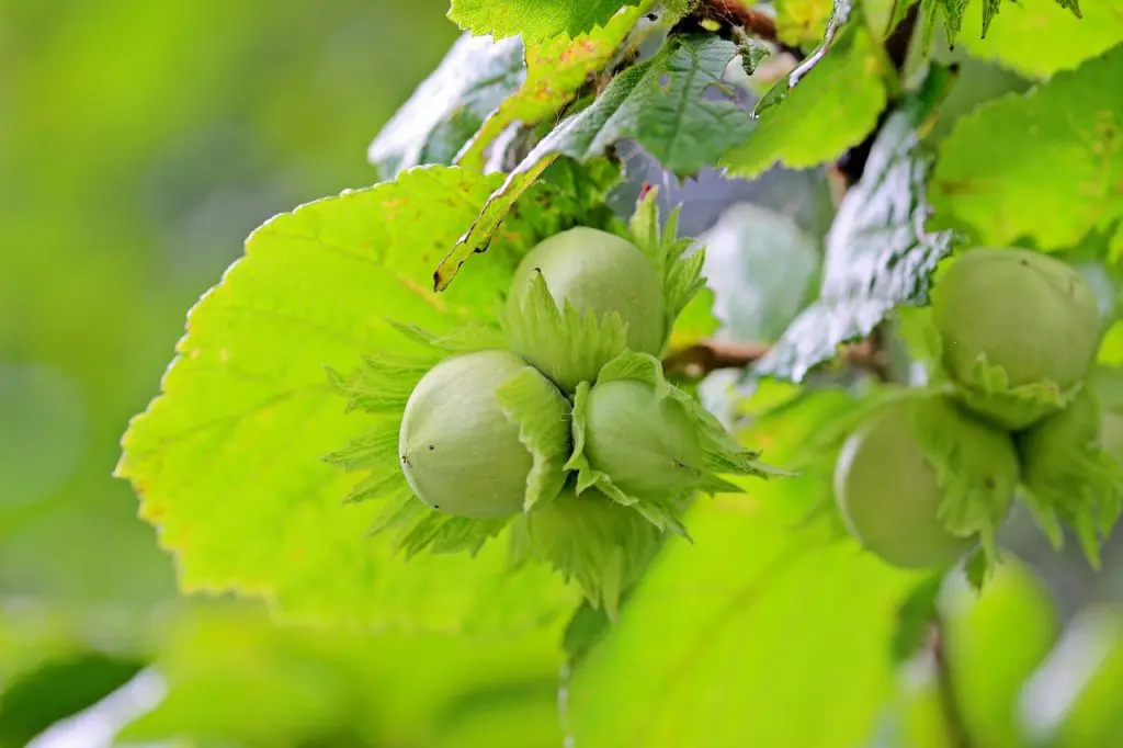 How to sow the hazelnut fruit?