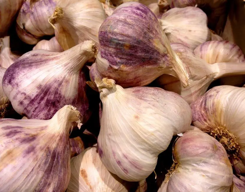 Garlic uses in the garden