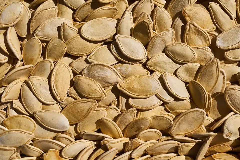 How to plant pumpkin seeds?