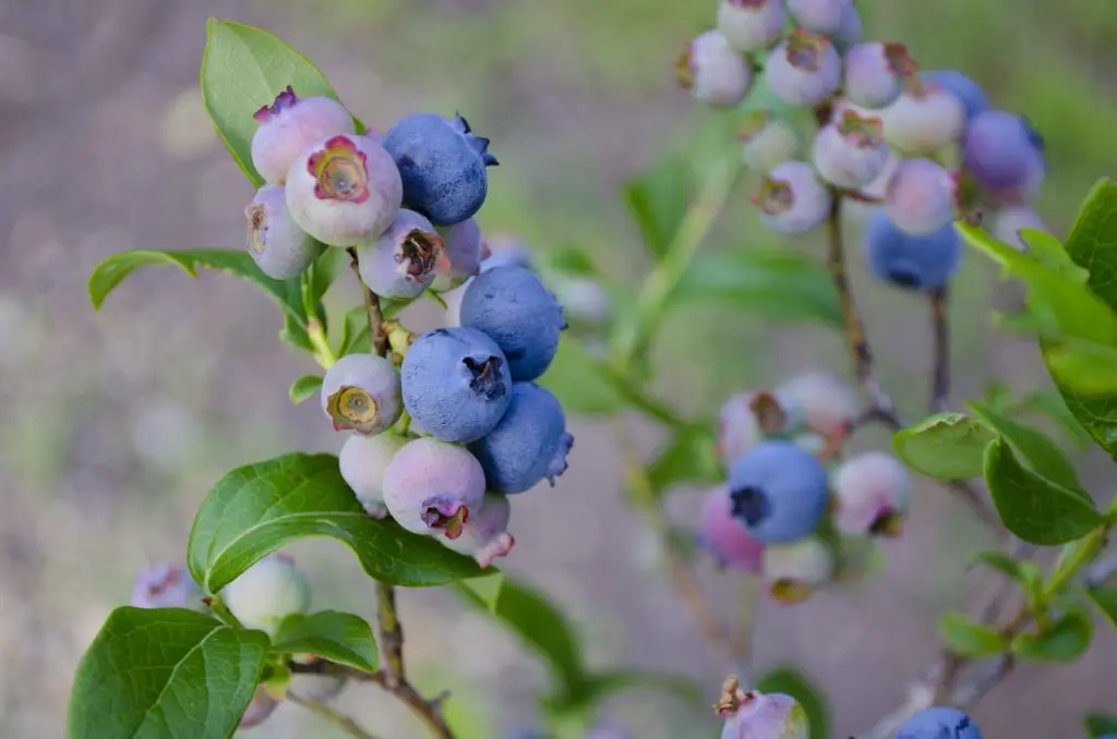 How to plant Blueberry Seeds