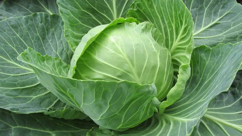 Cabbage (Brassica oleracea var. Capitata ssp. Alba)