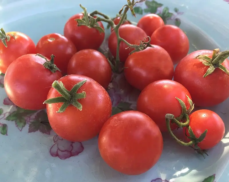 What are the characteristics and cultivation of the robin tomato?