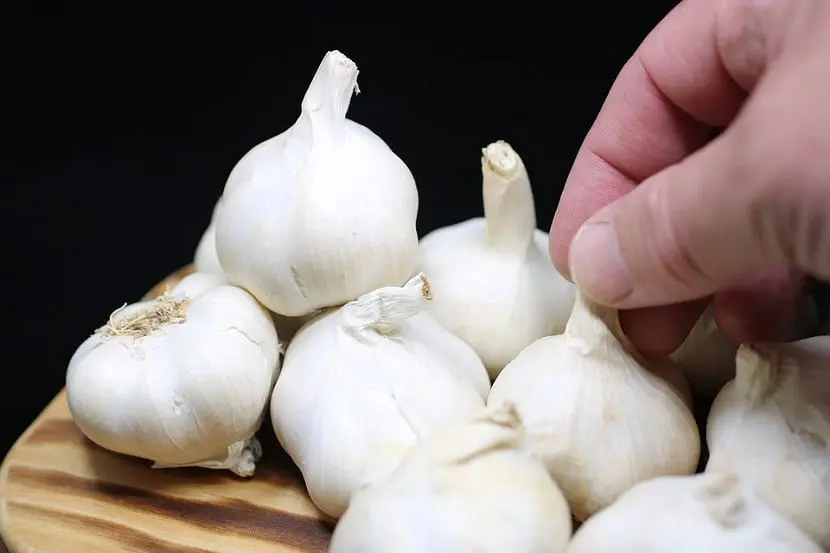 Joint garlic