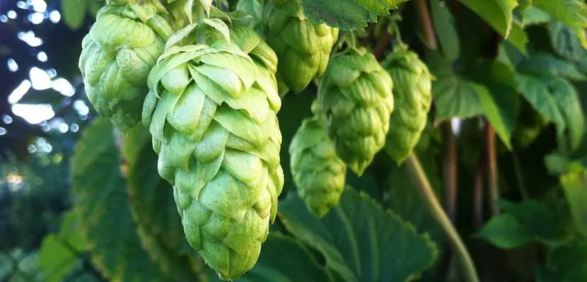 Grow hops and enjoy craft beer