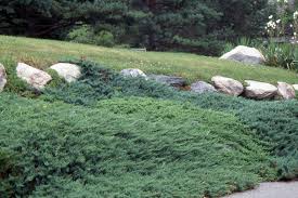 Juniperus: How this common shrub can enhance your landscape