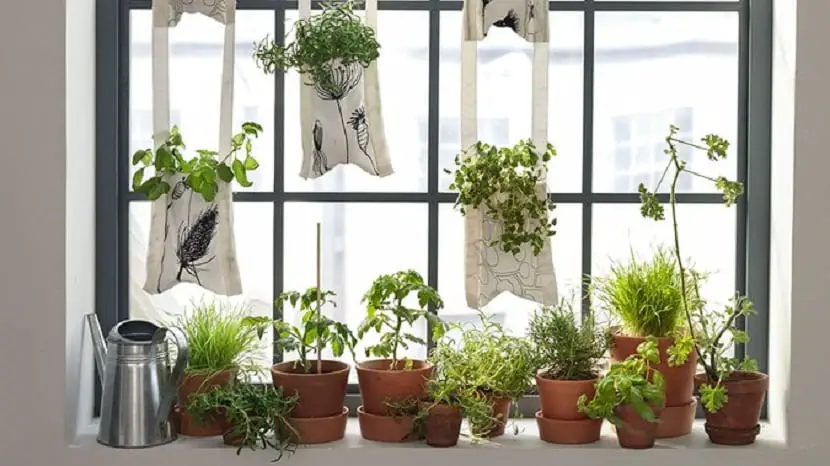 Create a garden in a room window