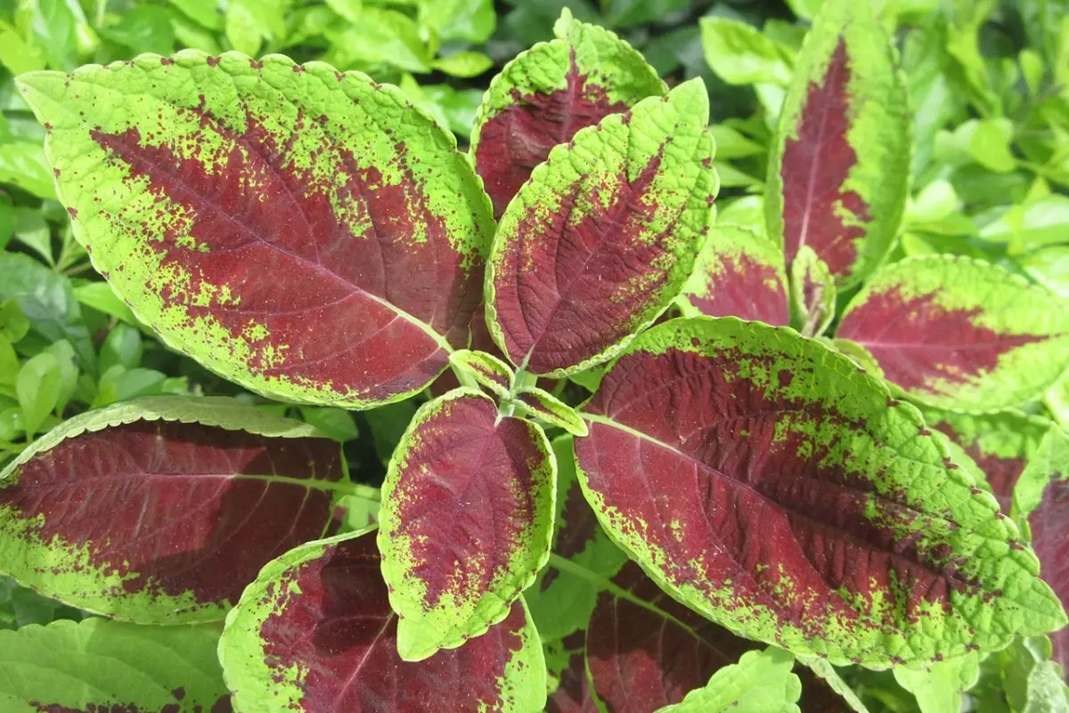 10 names of plants with red and green leaves: the most popular