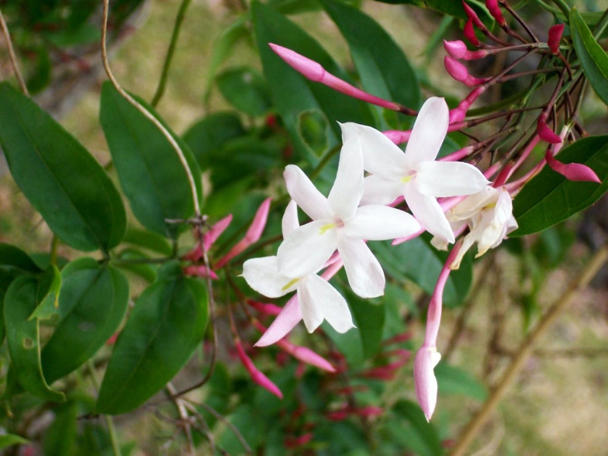 Which plant is better: lady of the night or jasmine?