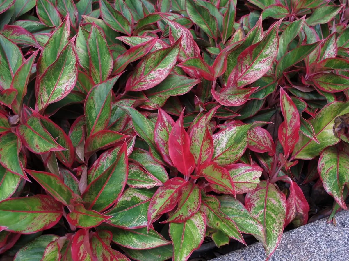 Aglaonema: care and types | Gardening On