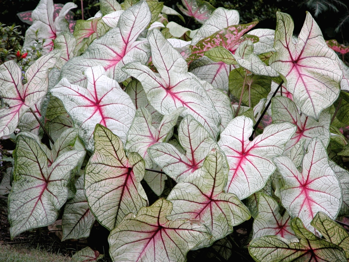 10 exotic indoor plants: the most beautiful
