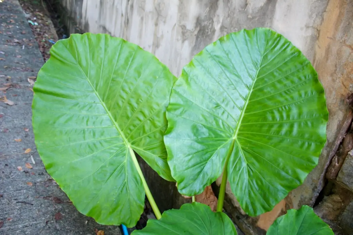 Why do my alocasia have yellow leaves? Causes and solutions