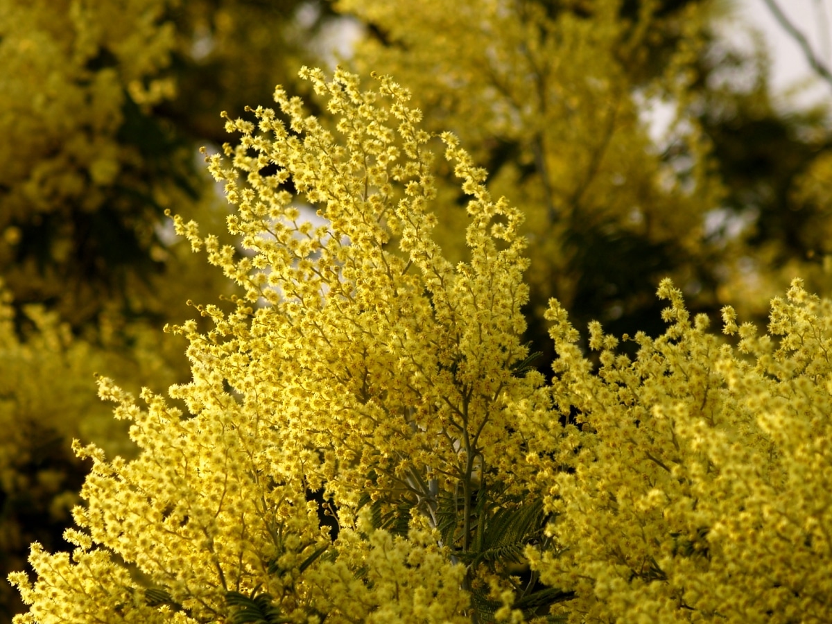 How is the acacia flower?