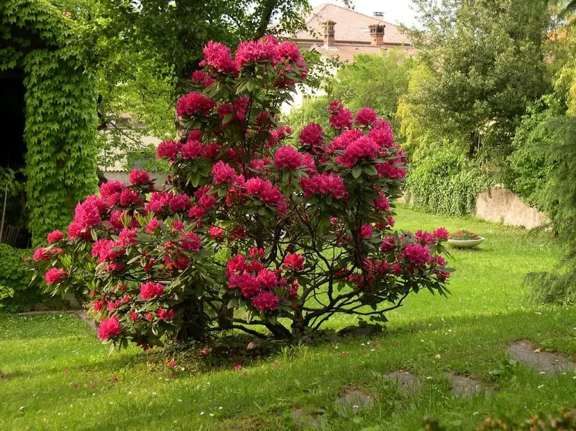 How is the rhododendron pruning?
