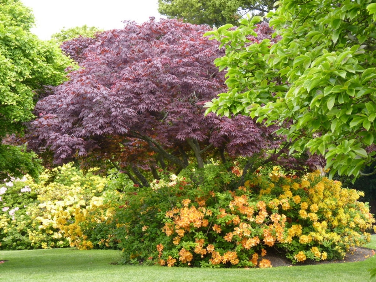 How to choose trees for the garden?