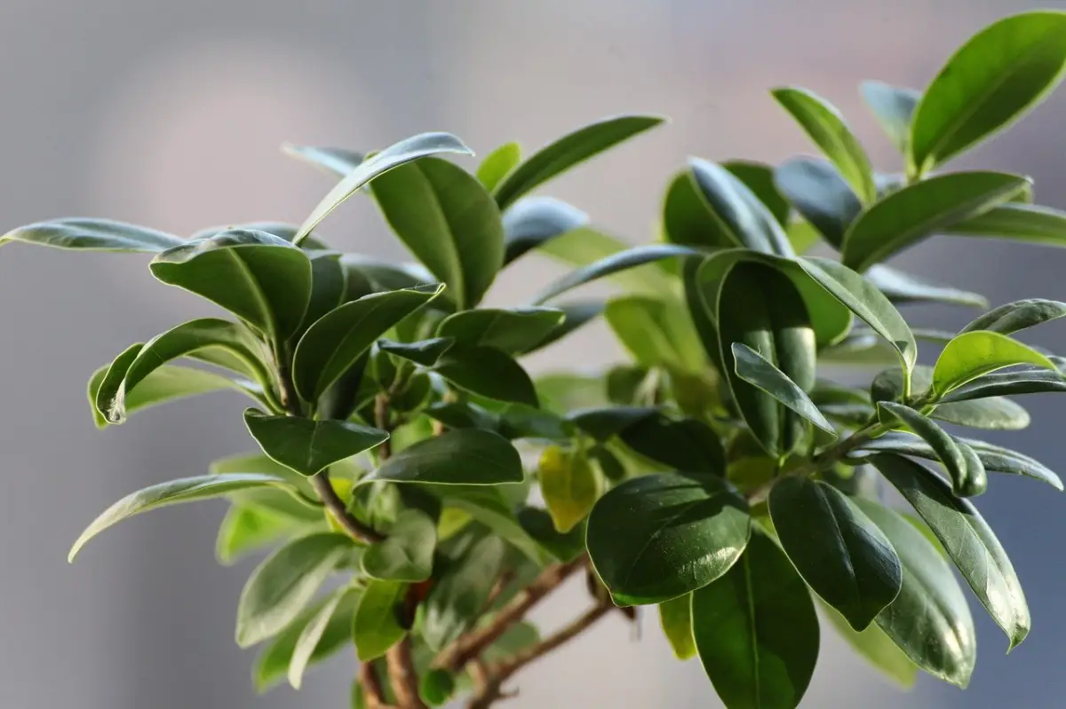 Indoor and outdoor Ficus care