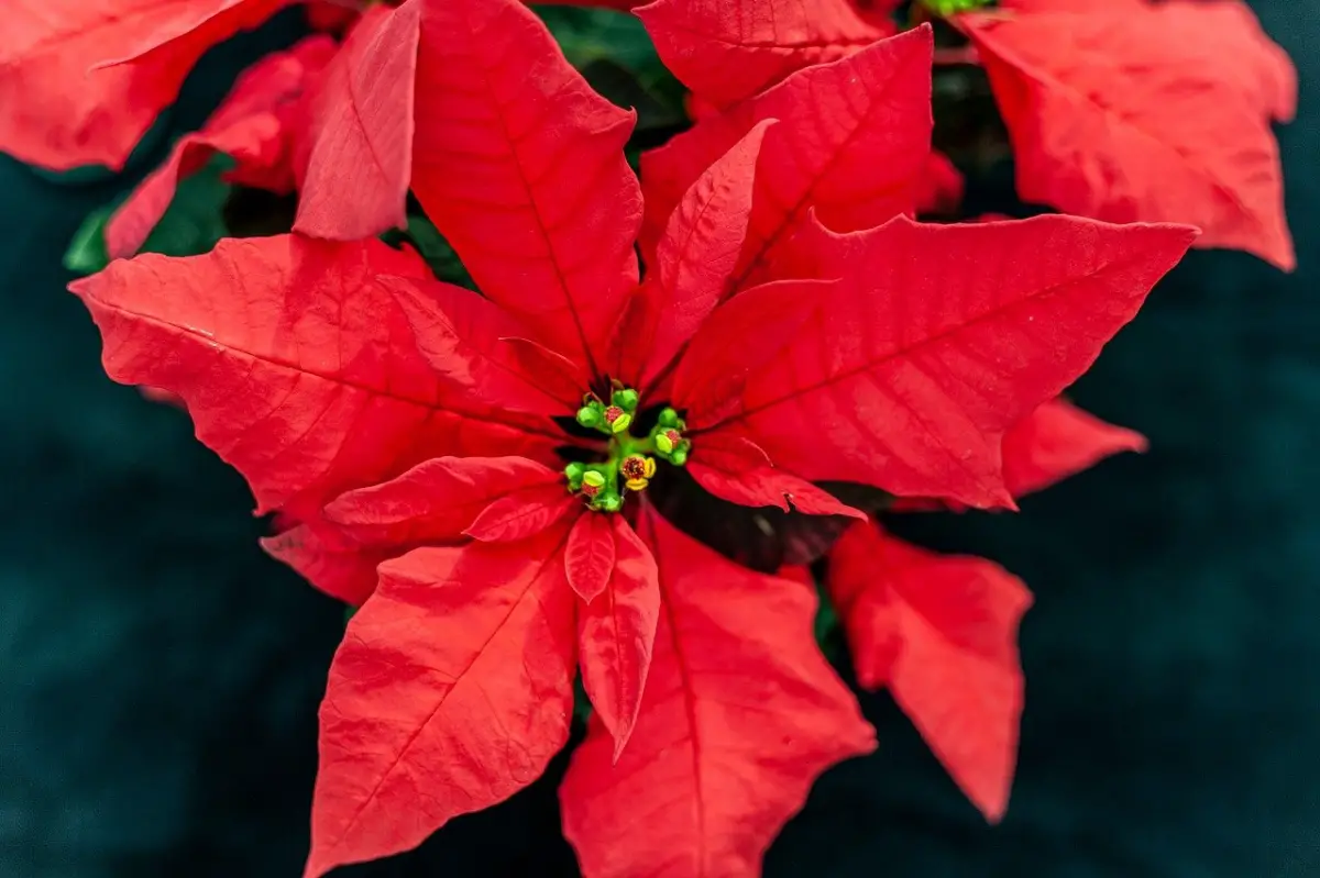 How to water the poinsettia?