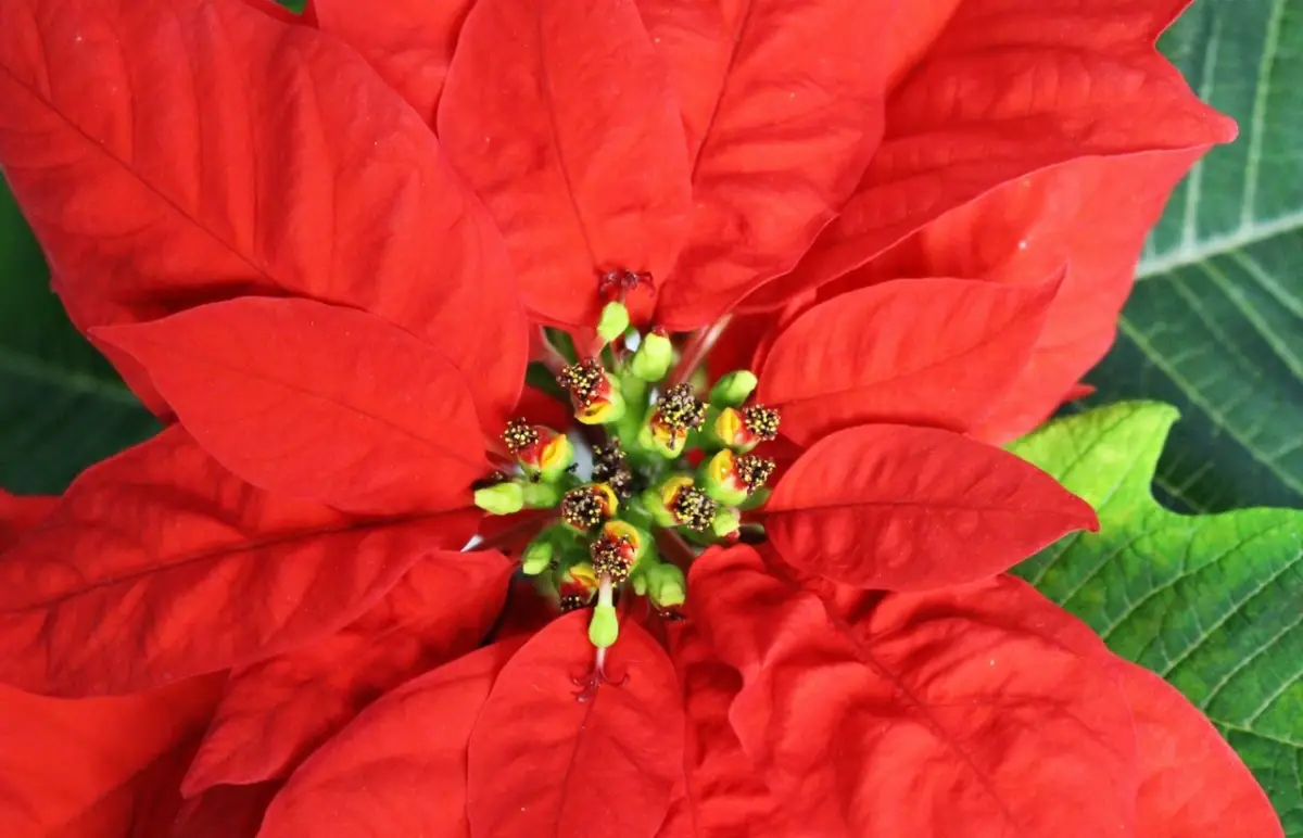 How to redden the leaves of the Poinsettia