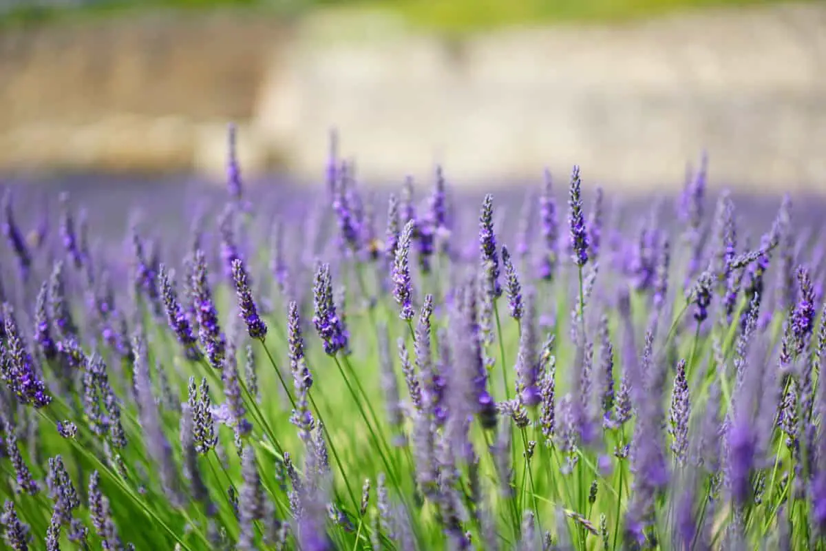 When to plant lavender? | Gardening On