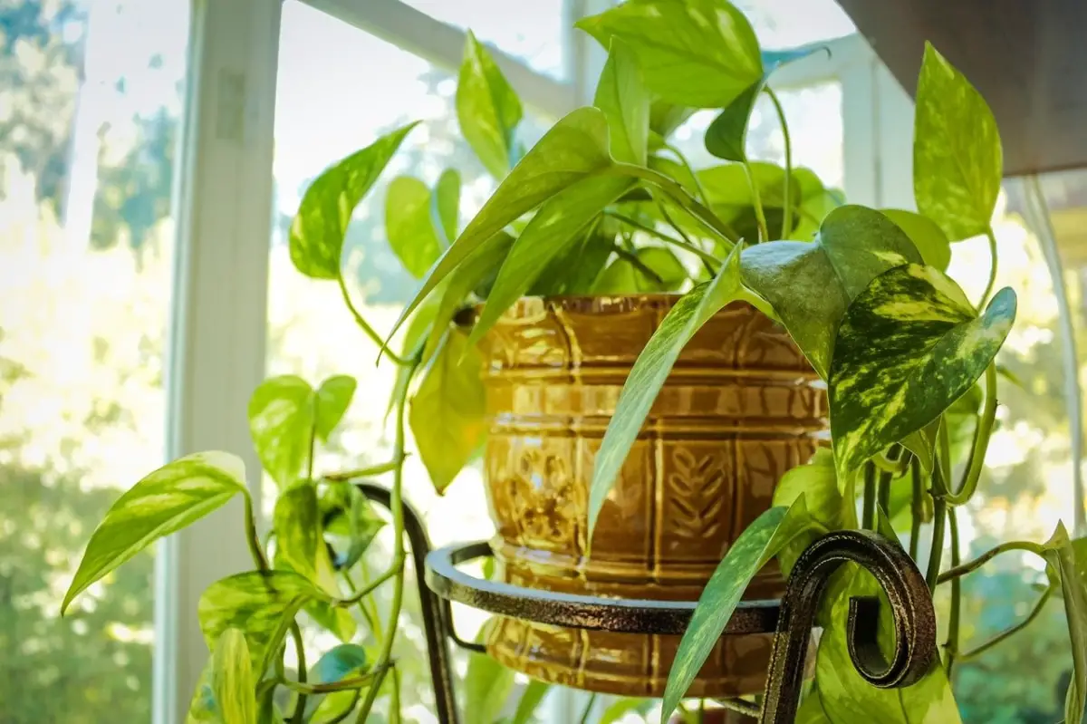 Top 10 Indoor Hanging Plants