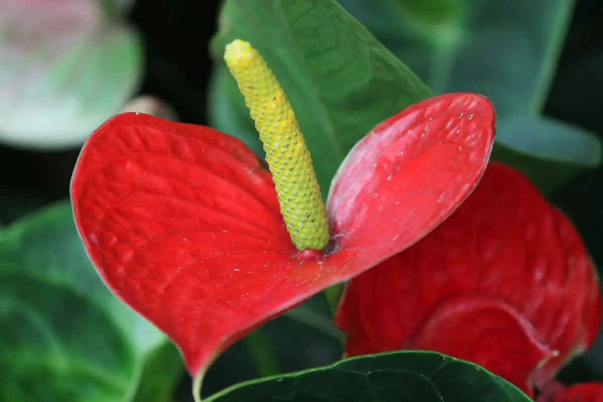 Anthurium: characteristics, types and care guide of anthurium