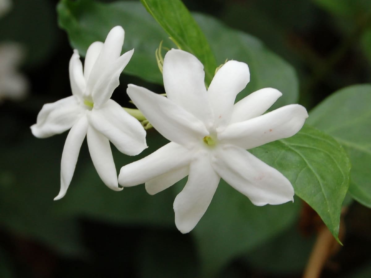 Varieties and care of jasmine