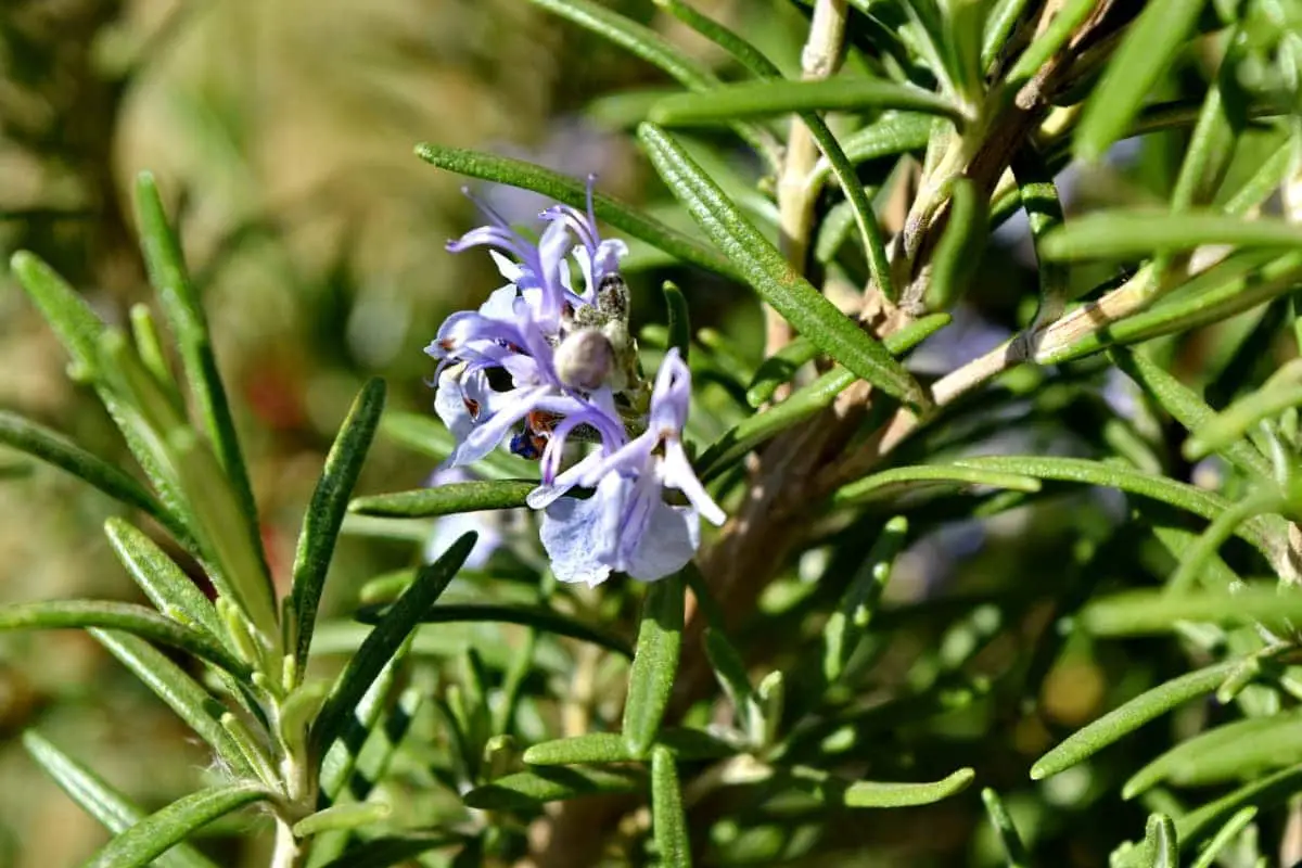 When does rosemary bloom | Gardening On