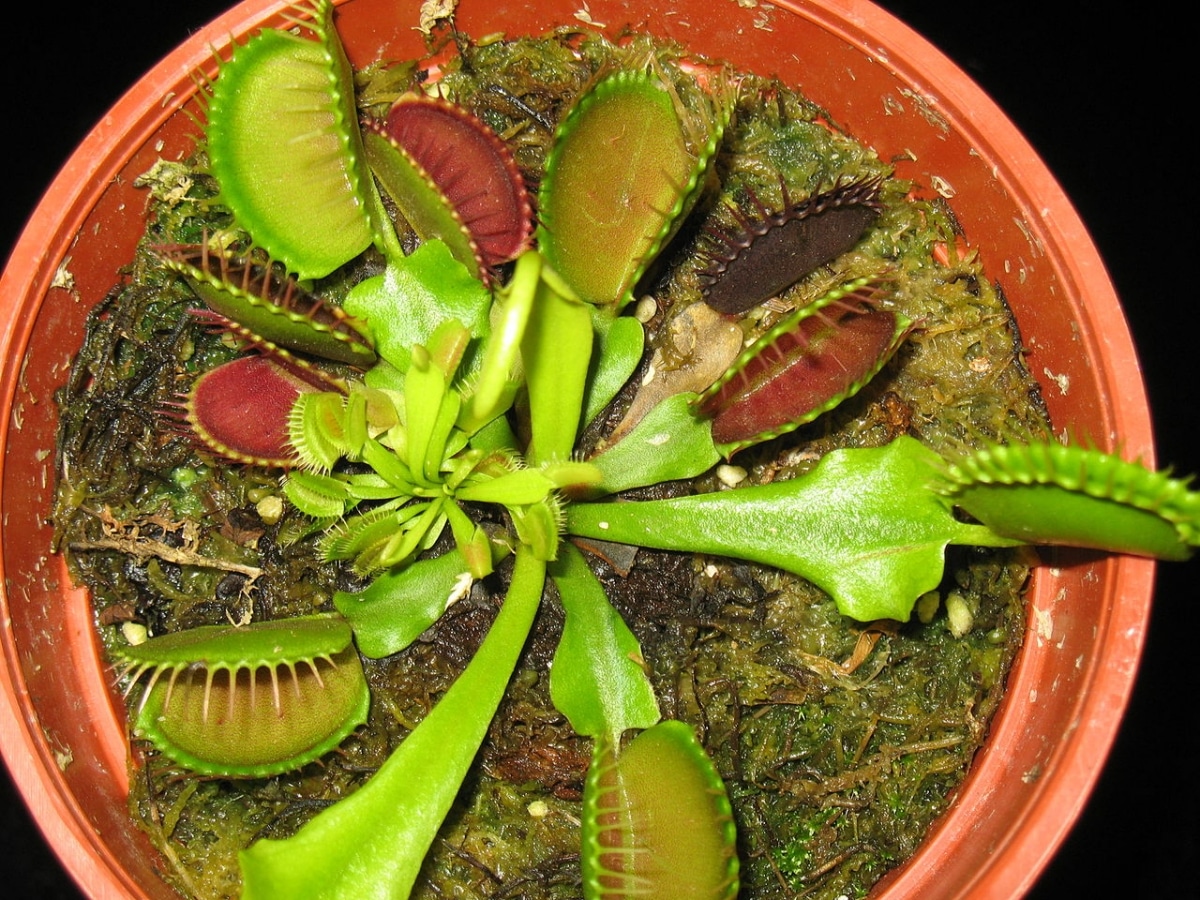 Does my carnivorous plant turn black