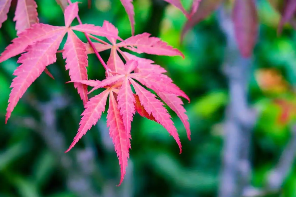 How to prune a Japanese maple