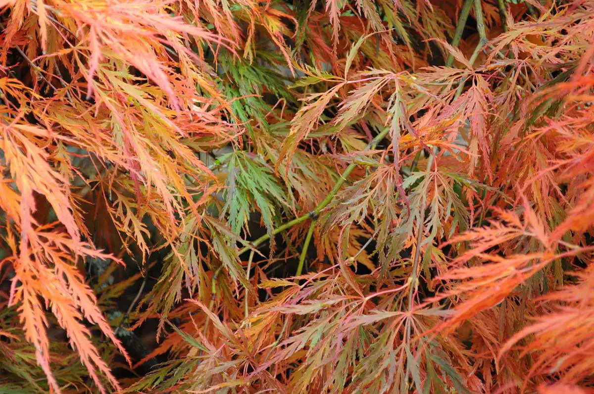 Why does my Japanese maple have dry or brown leaves? Causes and solutions