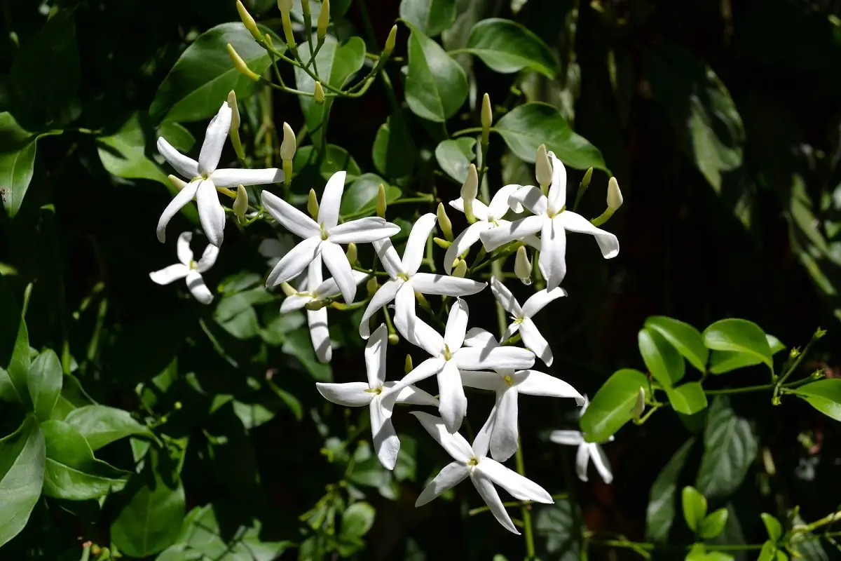 Meaning of the jasmine flower: characteristics, myths and history