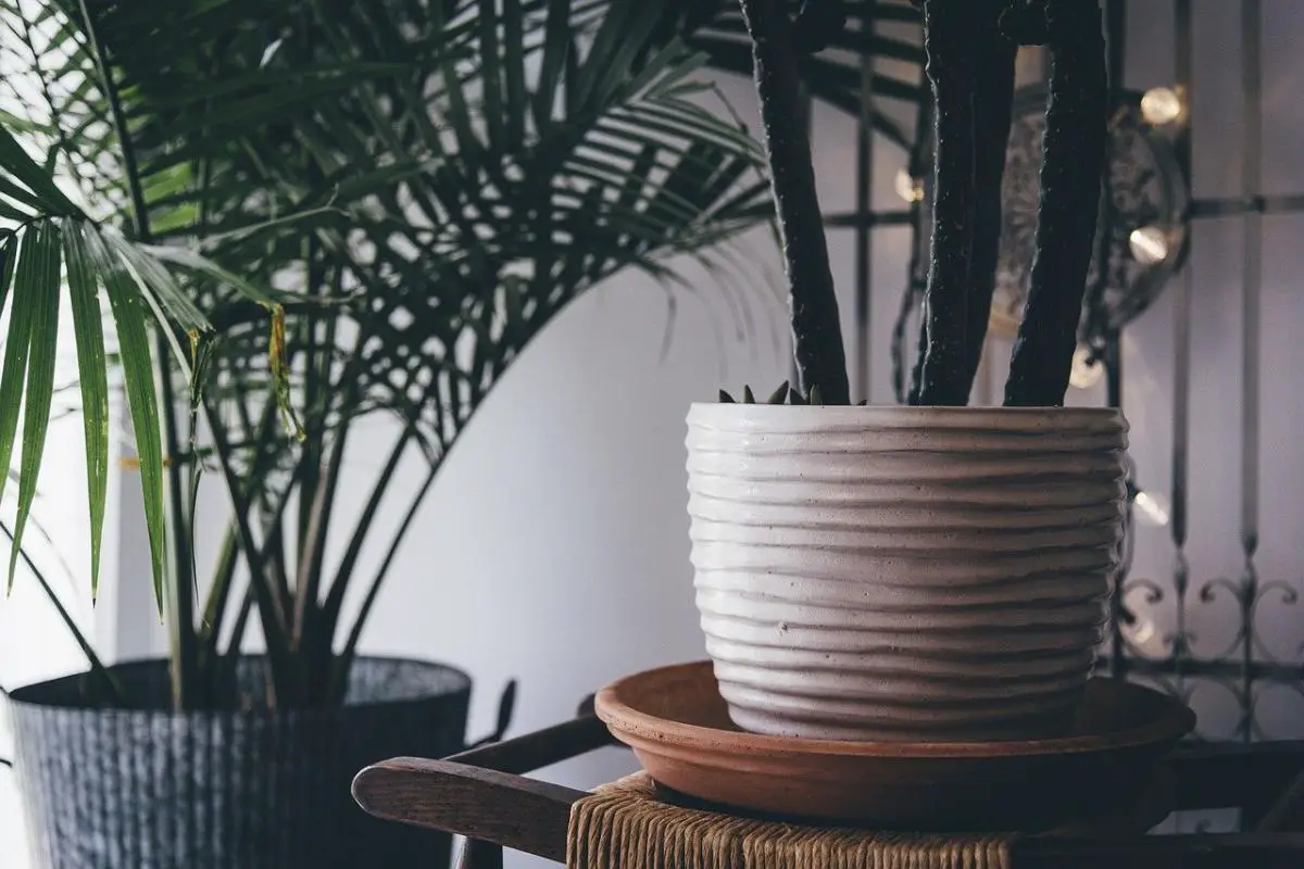 8 tall indoor plants and their basic care