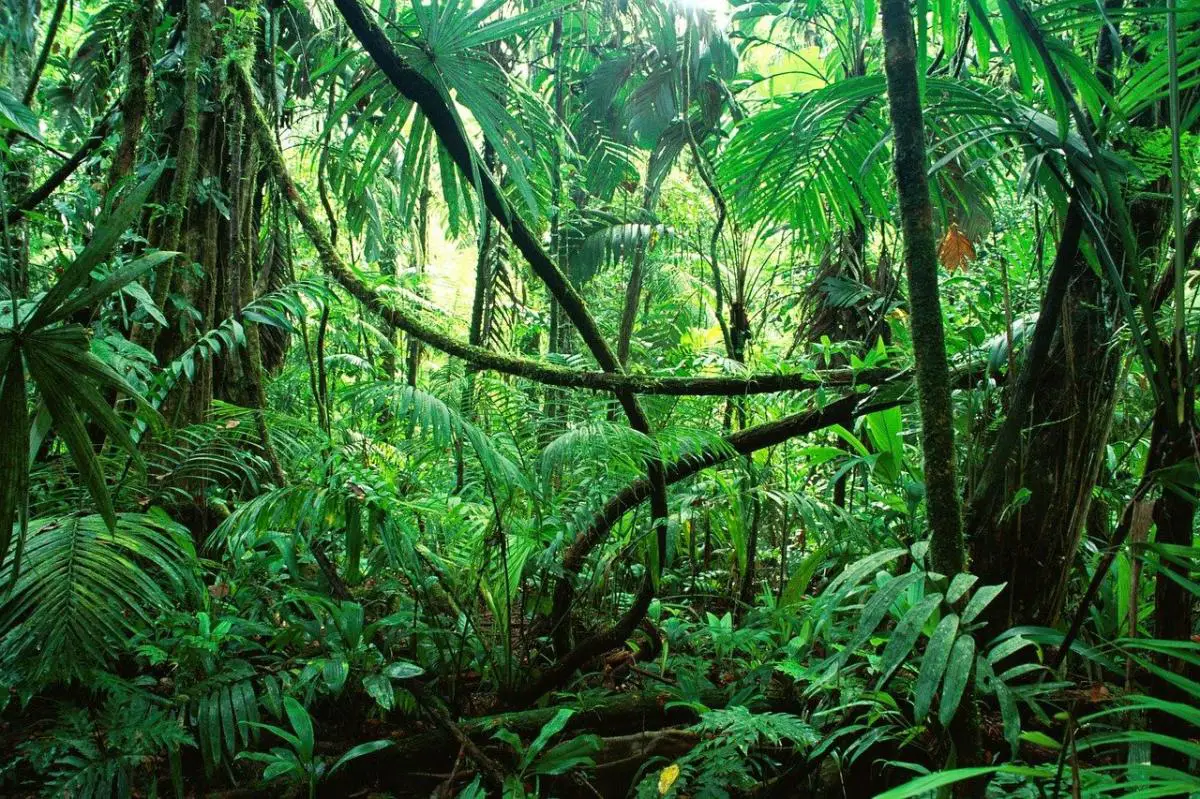 7 jungle plants: names and characteristics