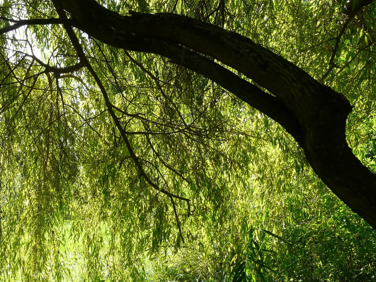 When and how is the weeping willow pruned?