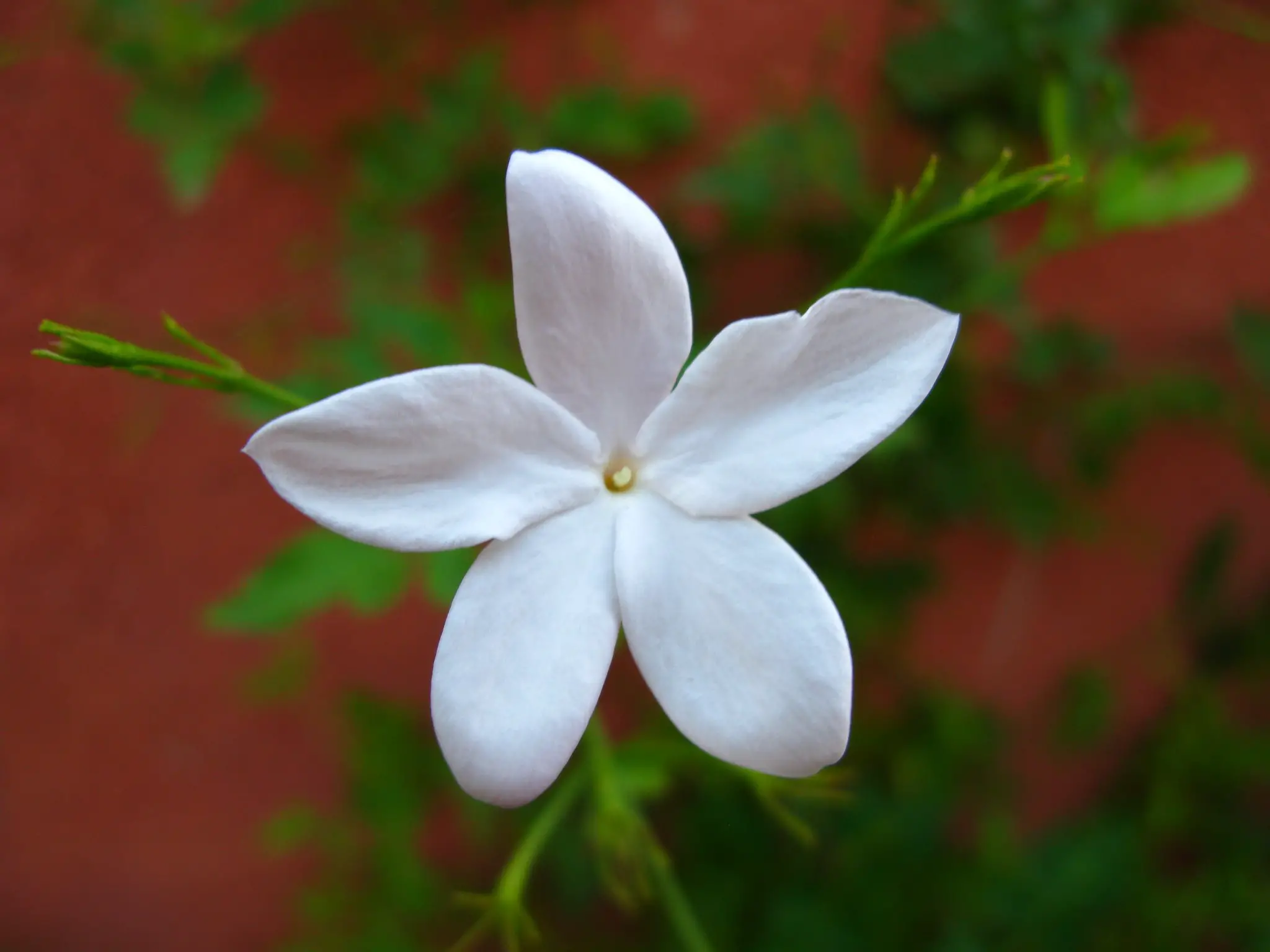 Potted Jasmine Care | Gardening On