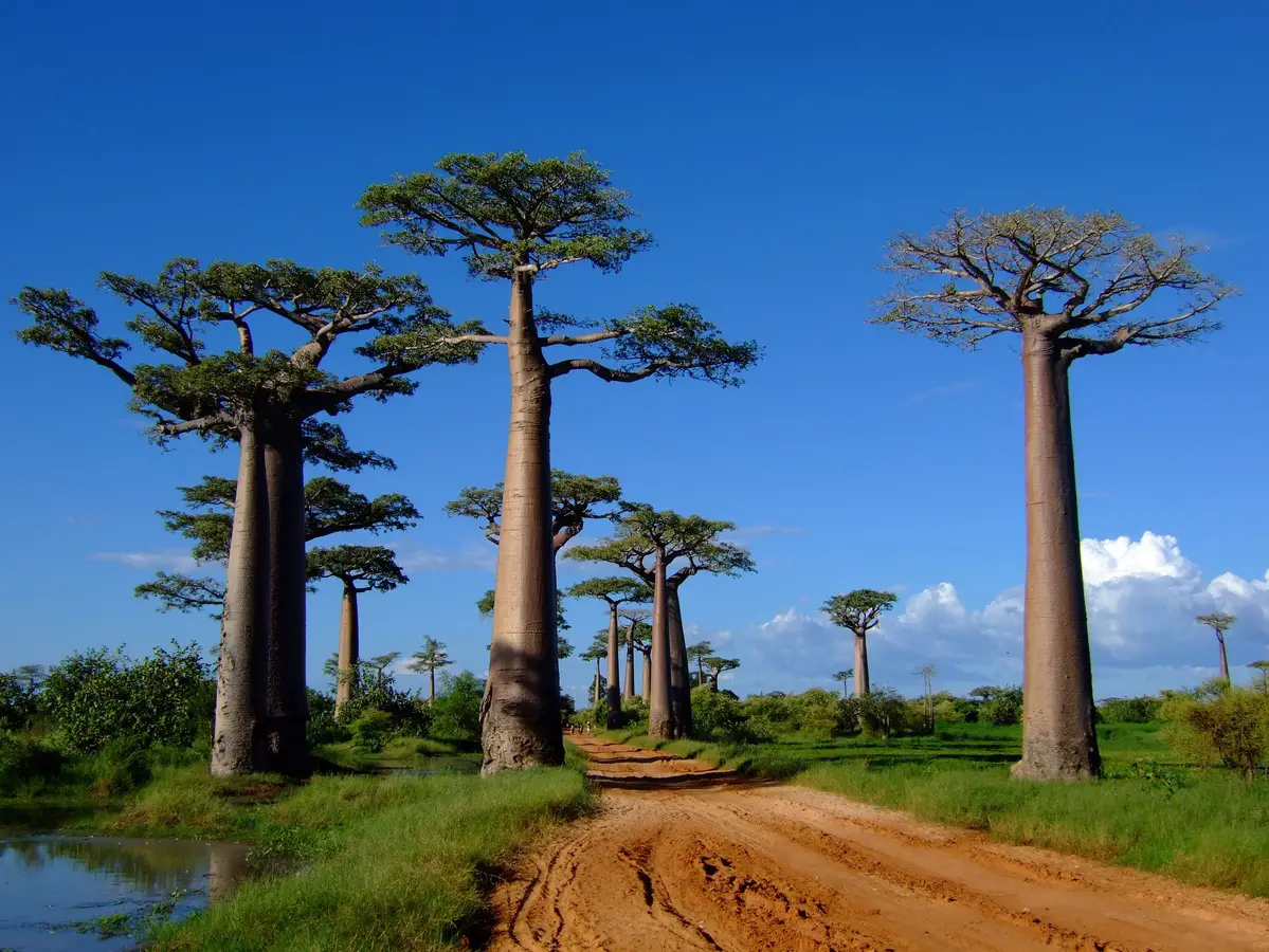 Characteristics and types of Adansonia