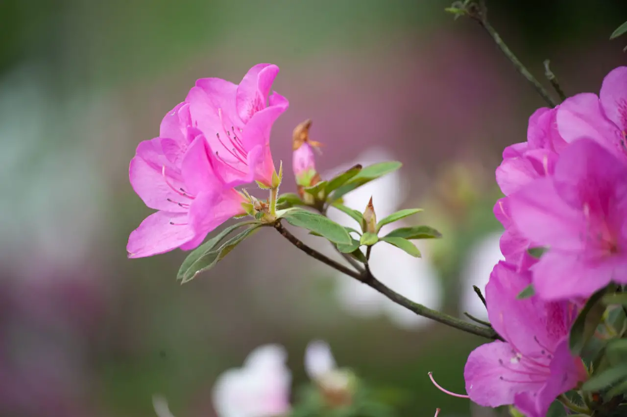 Information and care of the Rhododendron shrub