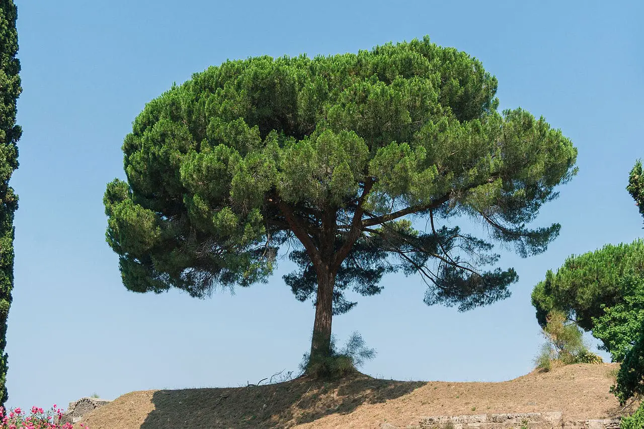 10 types of trees native to Spain