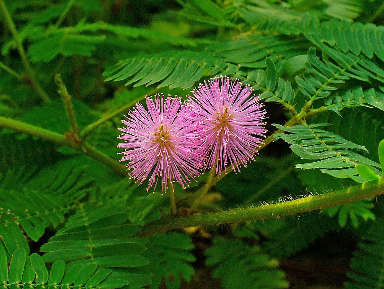 Curiosities of the mimosa plant