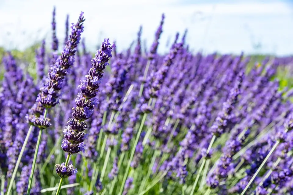 Lavender or Lavandula latifolia, a perfect plant for your dry garden