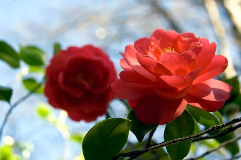 Camellia Care | Gardening On