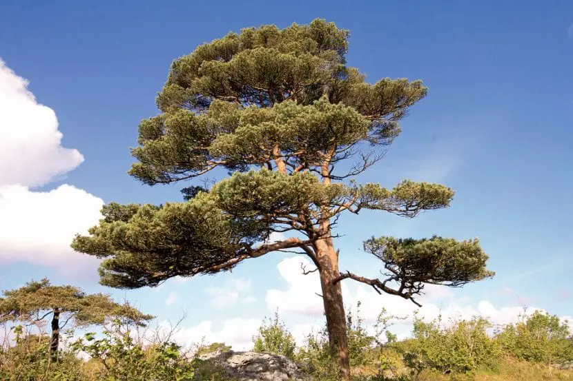What is the Pinus silvestris like?
