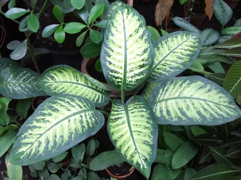 How to multiply dieffenbachia by cuttings